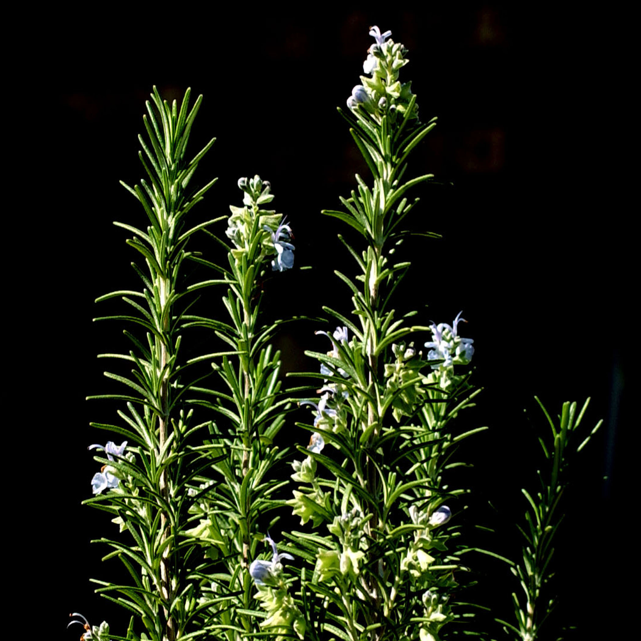Rosemary 2721jpgjpg
